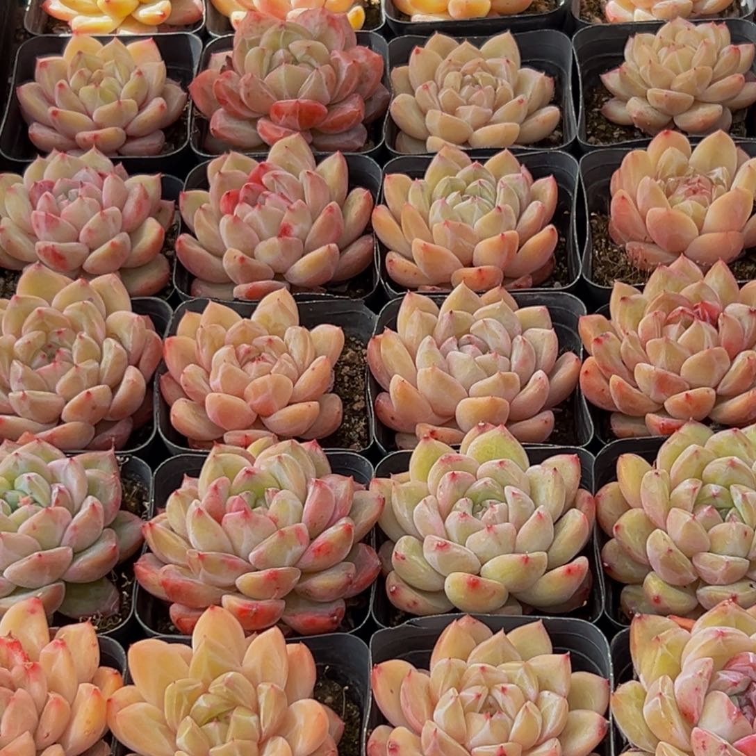 琳***c136多肉葡萄的味道是真的