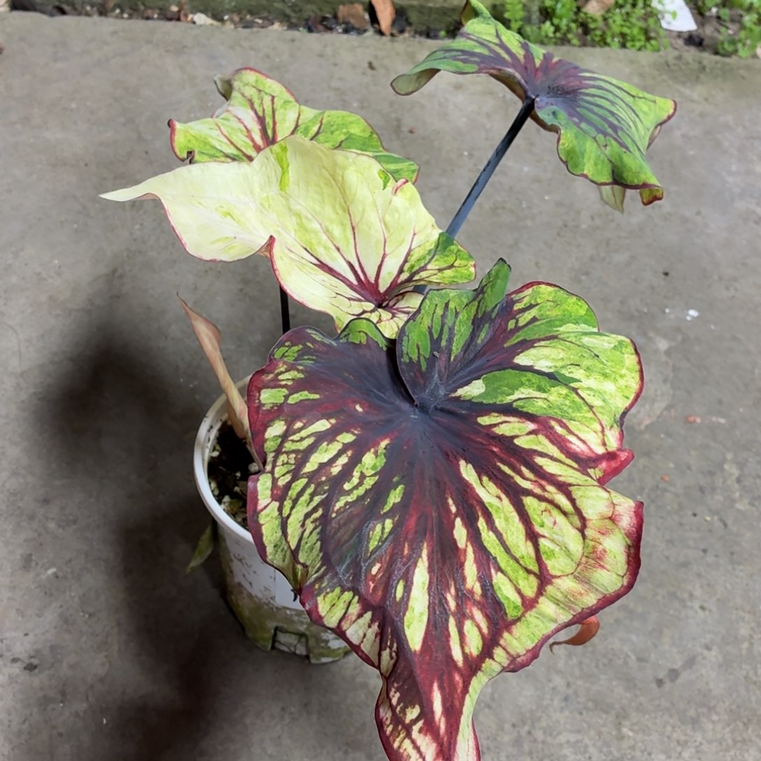 七***一完全开放大株个体