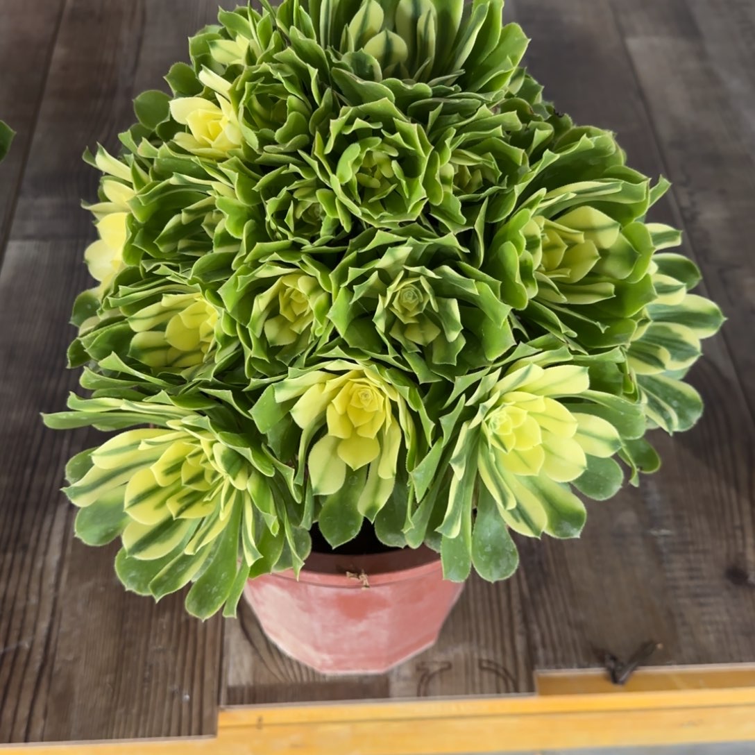 法师锦辛尼亚007精品