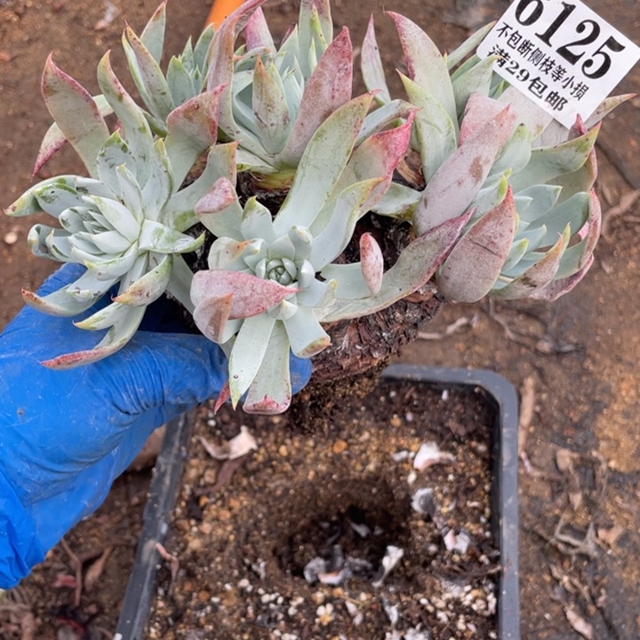 125号雪奴多肉植物