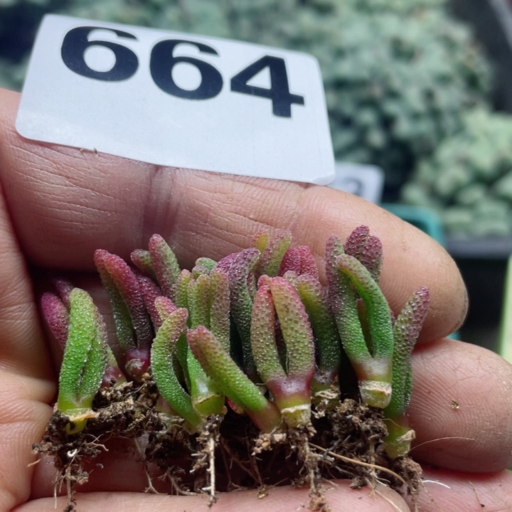 664小兔子碧光环22大