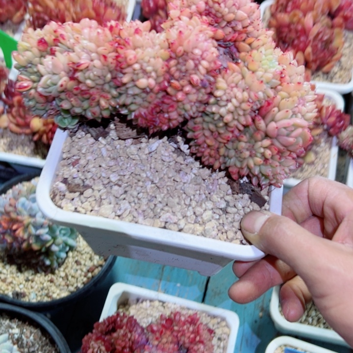 精品多肉植物老桩