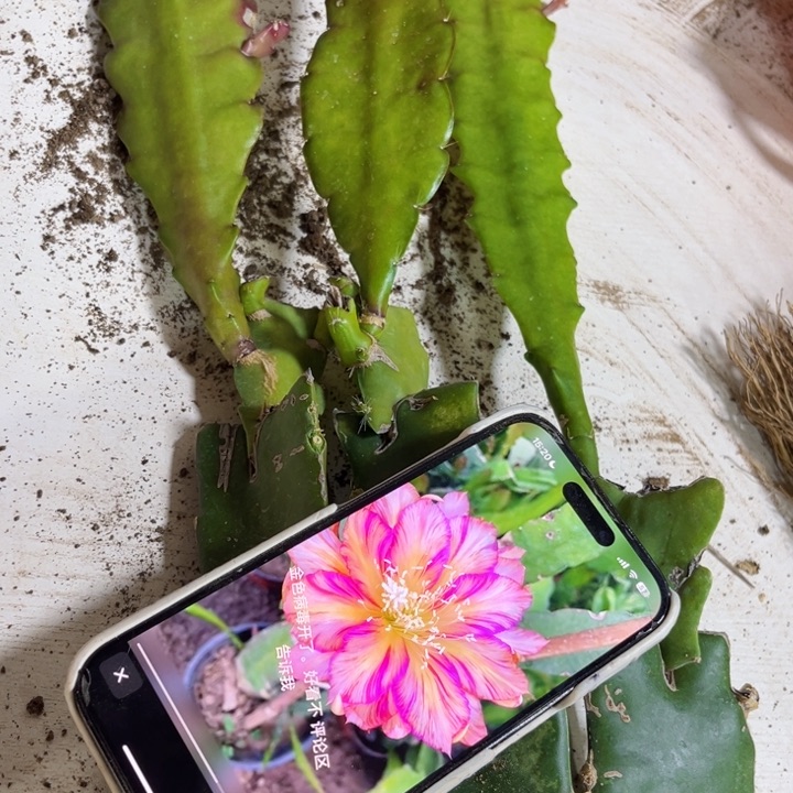 当前无花栽培后可以开花470