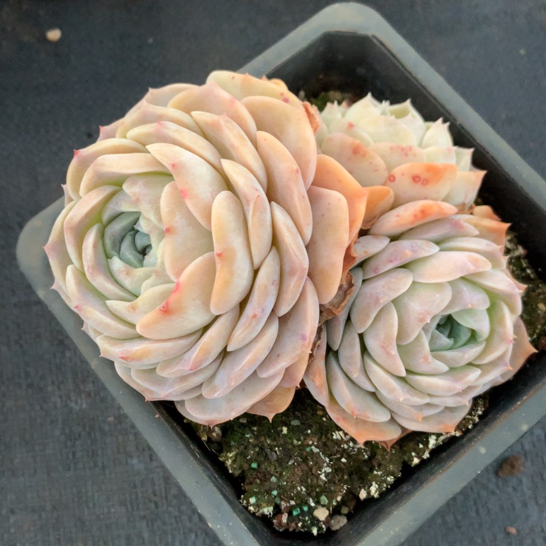 226新年快乐发发发