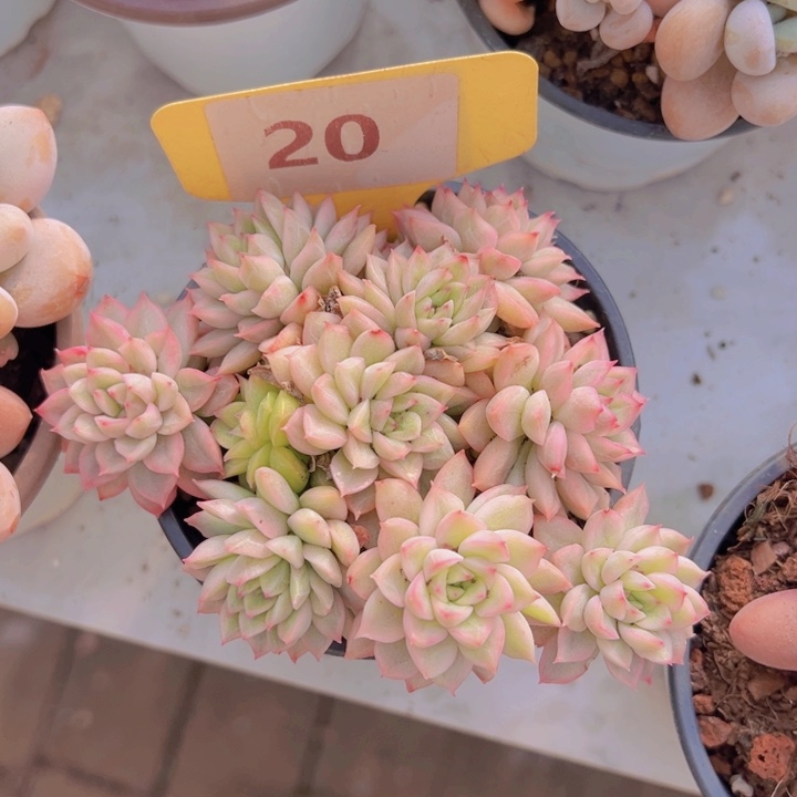 健健康康平平安安