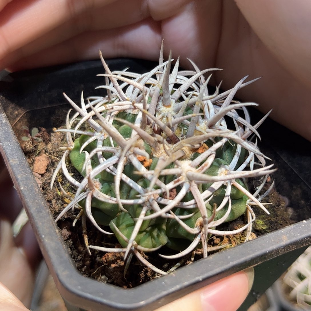 5cm实生精品控养碧岩玉不含刺