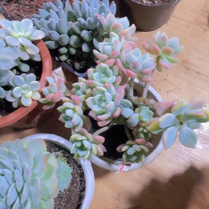 安***?000000000000460