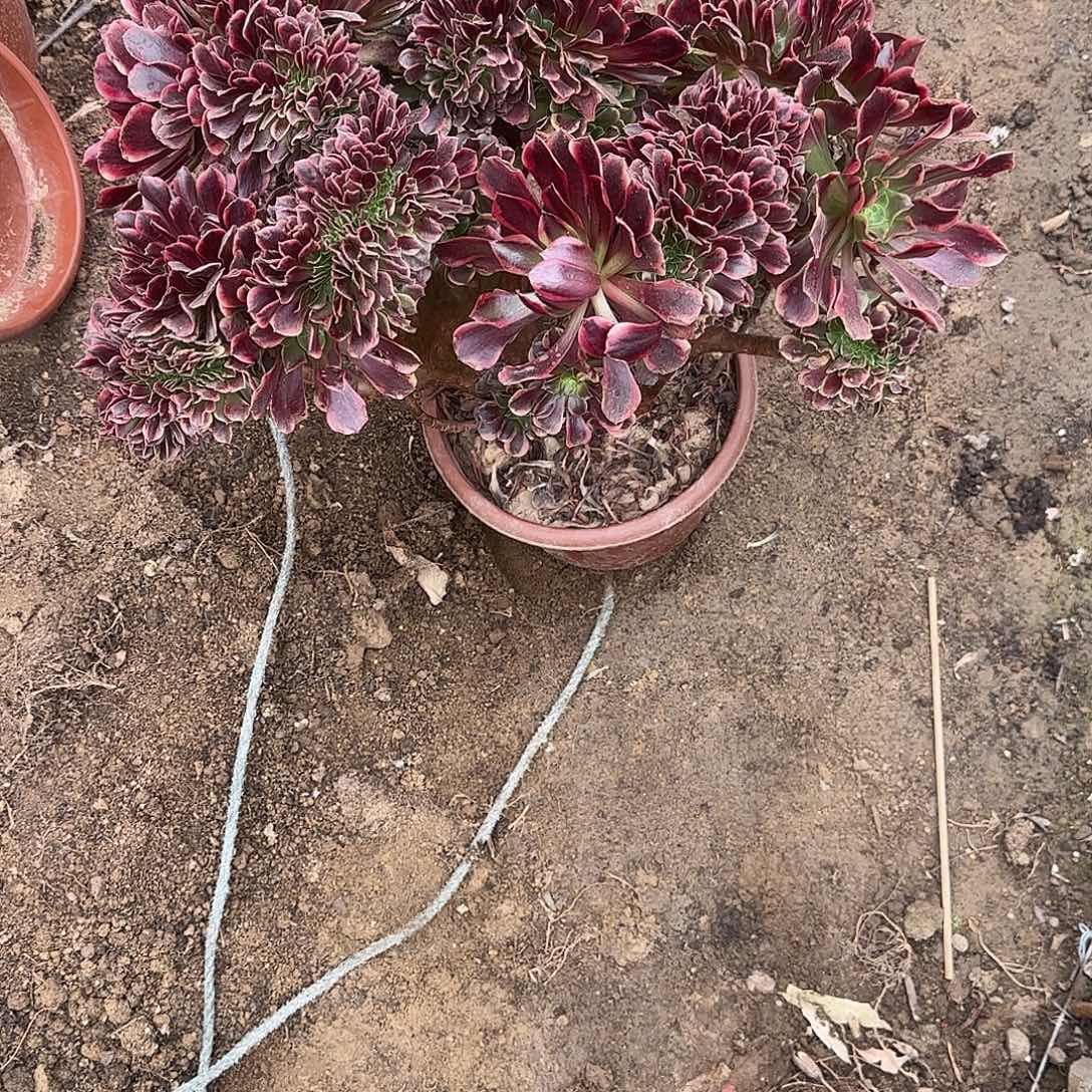 绝****欧嘉莉好咯哦呃呃呃呃呃