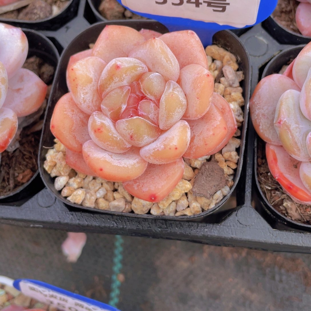 354号 全状态果冻大白兔单头一个