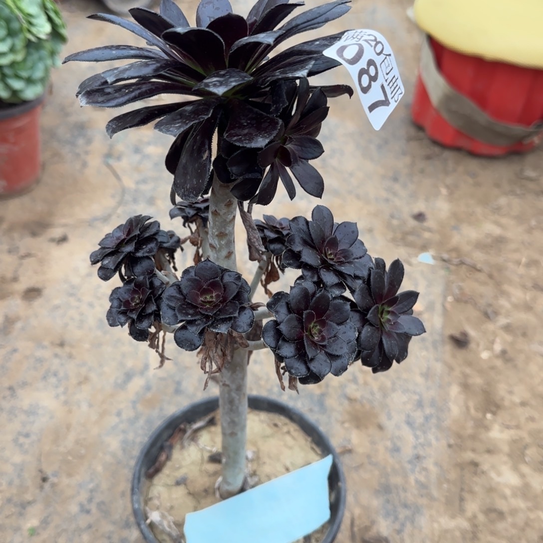 墨豆087满20包邮断枝不包