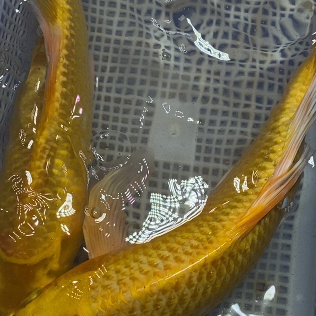 锦鲤冷水锦鲤包邮