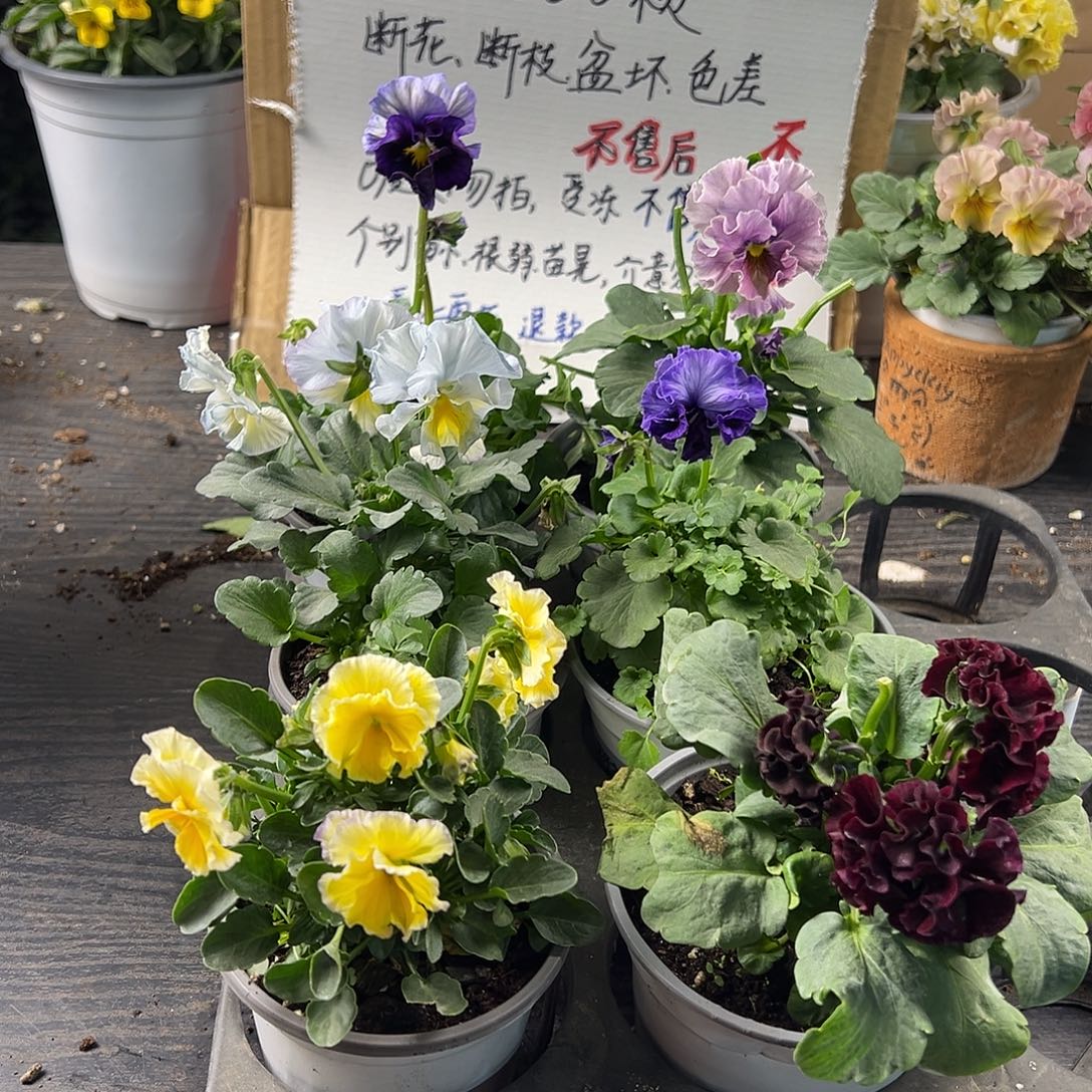 大部分花苞少量开放274号