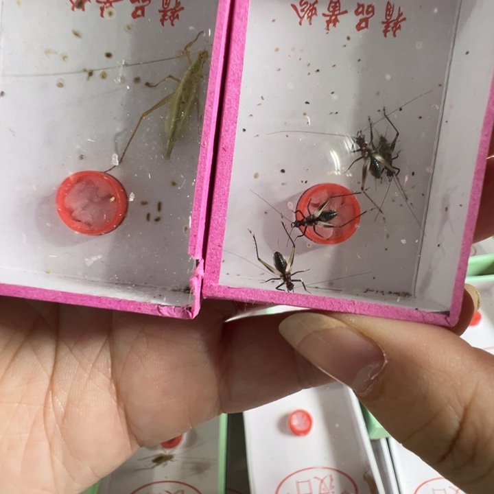 短须安徽紫竹林加一盒墨蛉