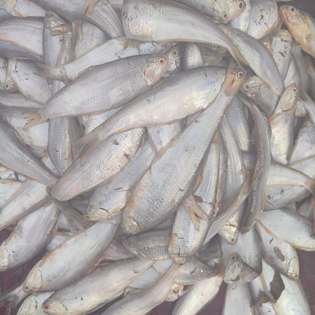 山东日照黄尖子毛扣鱼马口鱼顺丰包邮