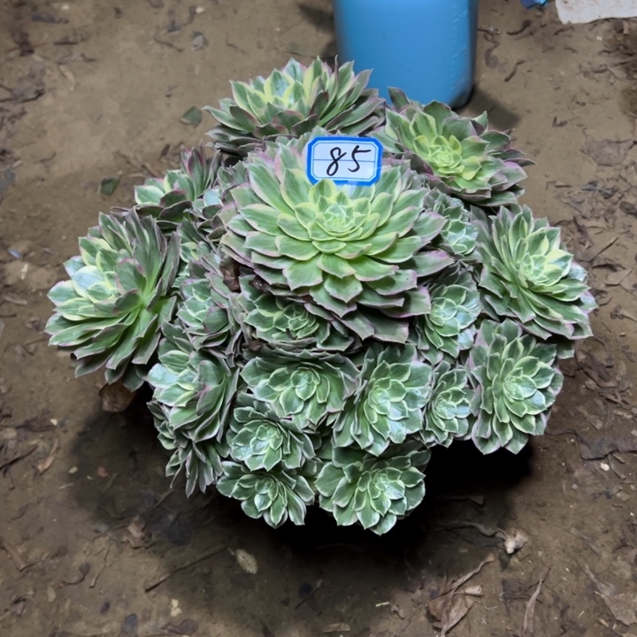 梅***制多肉植物万彩灯8531