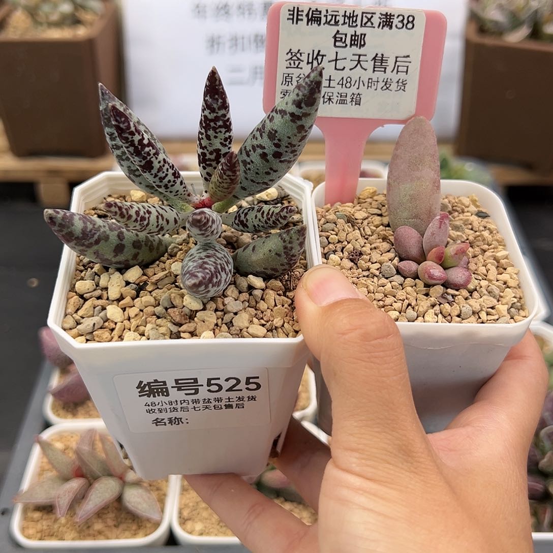 李*?525黑鹿仙桃多肉