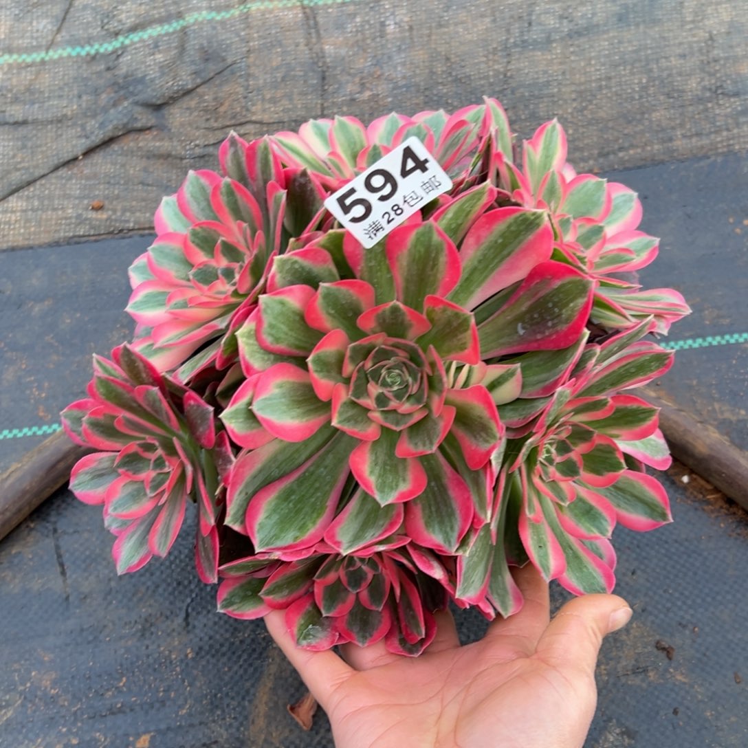 C**猫多肉植物594脱土