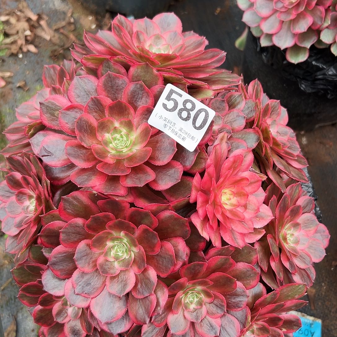 多肉植物580克拉恋人