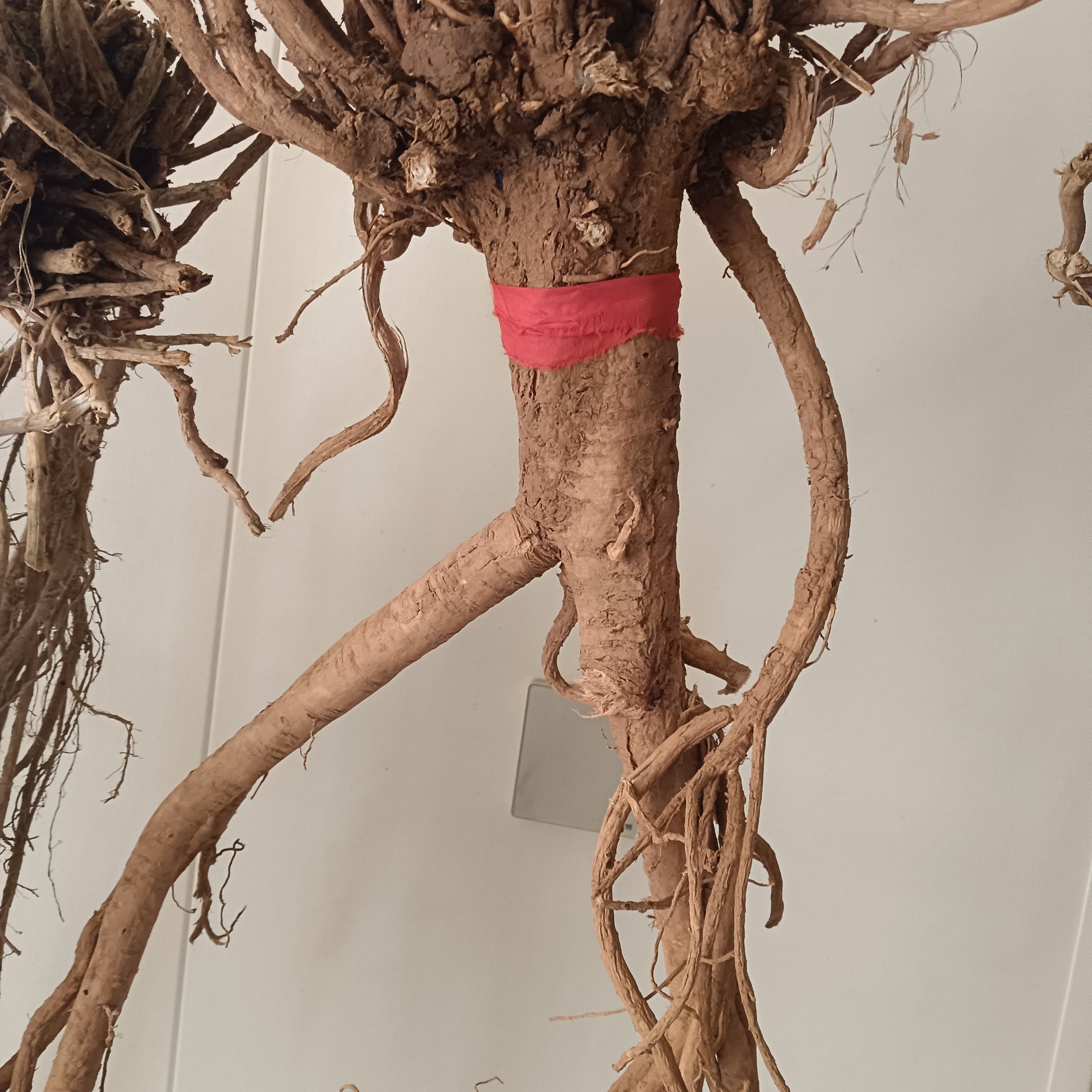 甘肃现挖新鲜黄芪可煲汤泡饮滋补养生带土发货