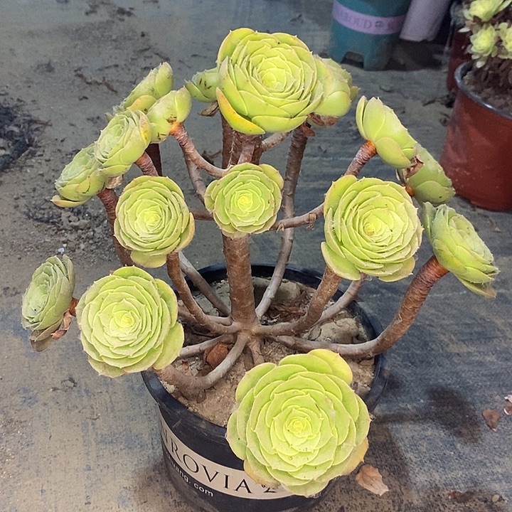 万圣节多肉植物001