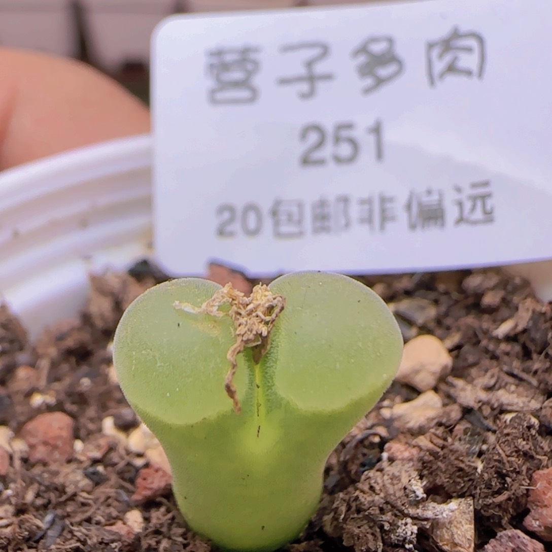 极窗。            