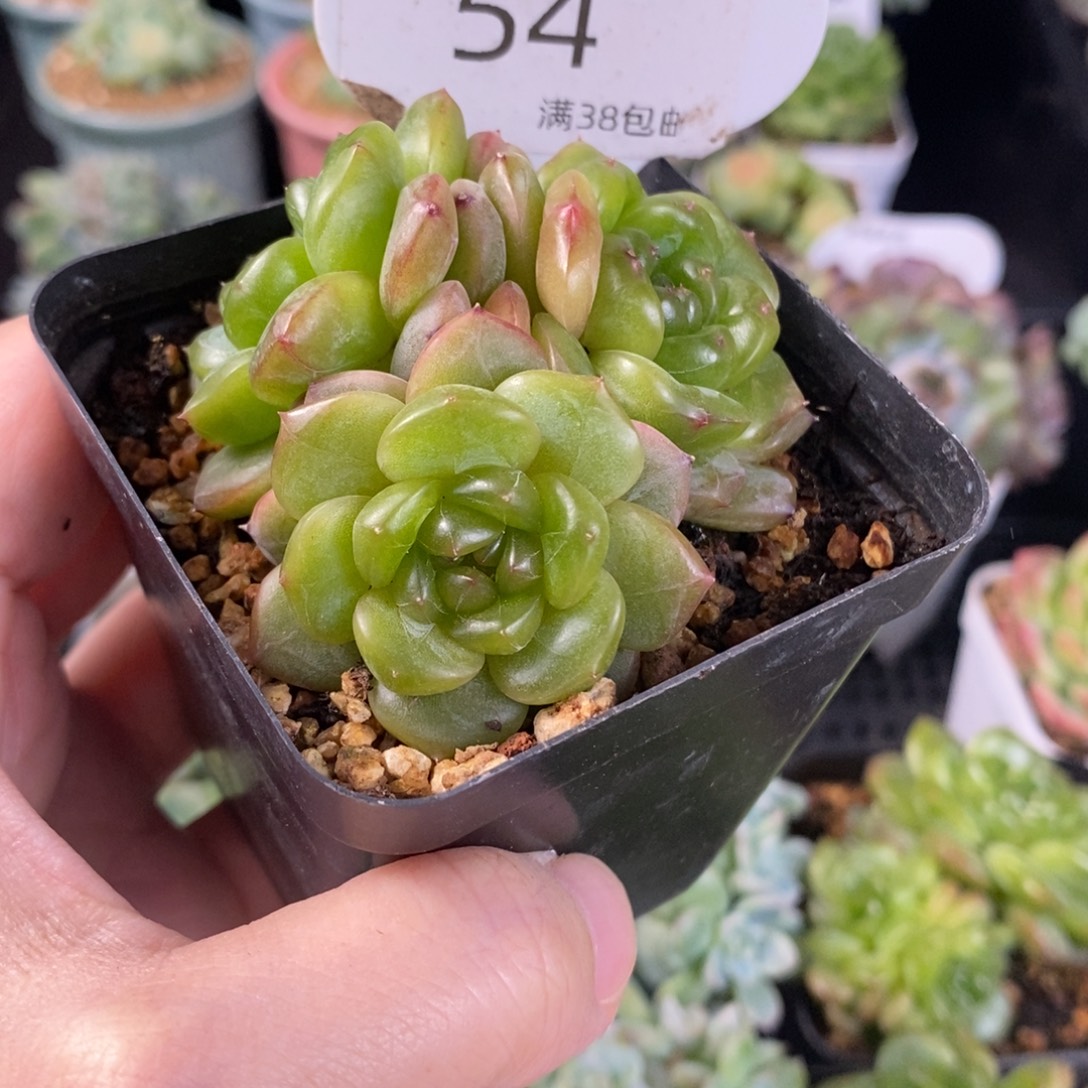 长乐珍妮三头群54号