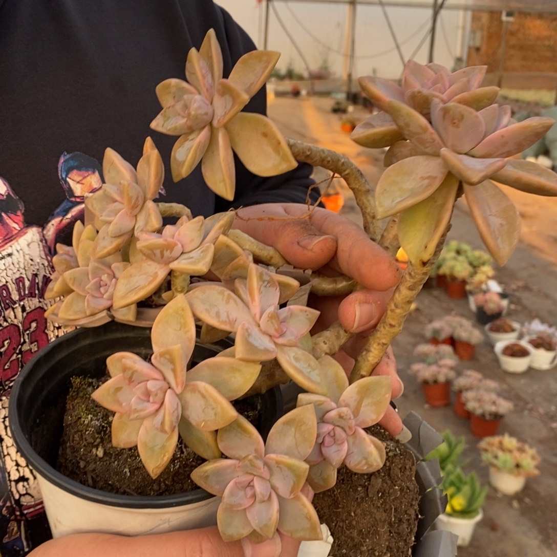 紫雾单头起发四盆