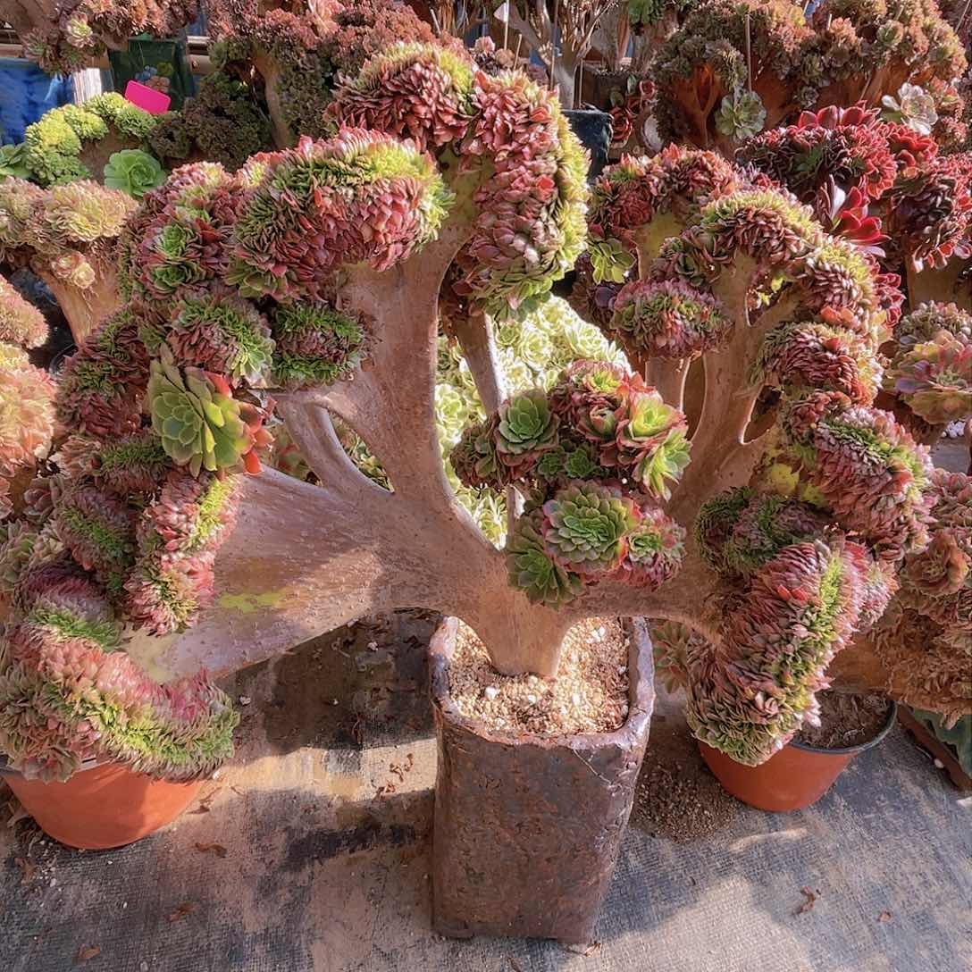 【闪购商品】无花朵嘉年华