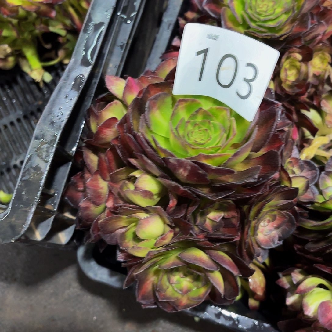 多肉植物福利103