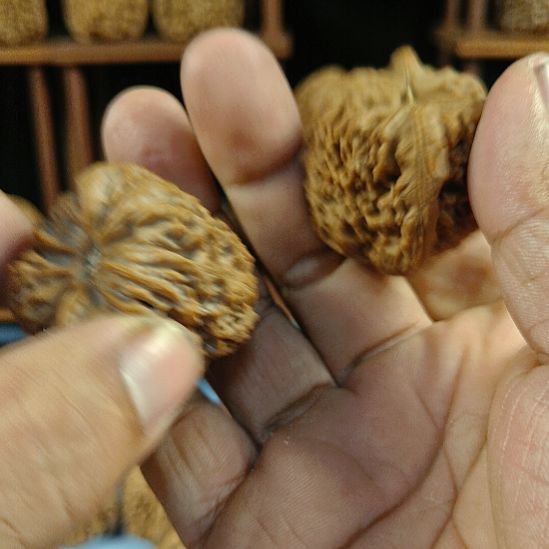 包***子完全开放南疆石核桃