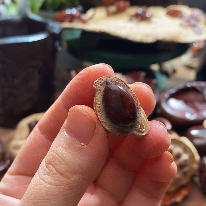 檀香紫檀（小叶紫檀）