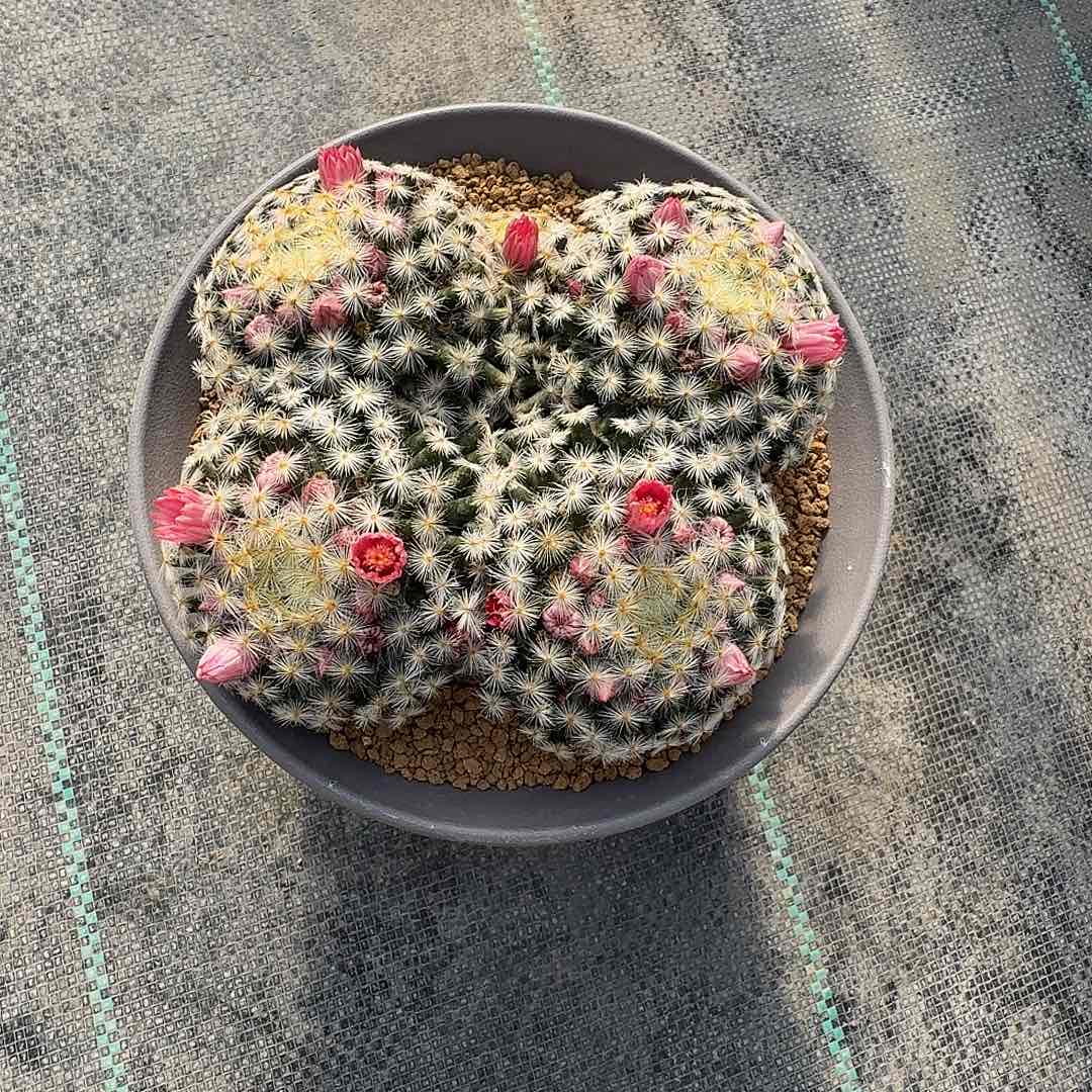 …***#实生明星脱土发货