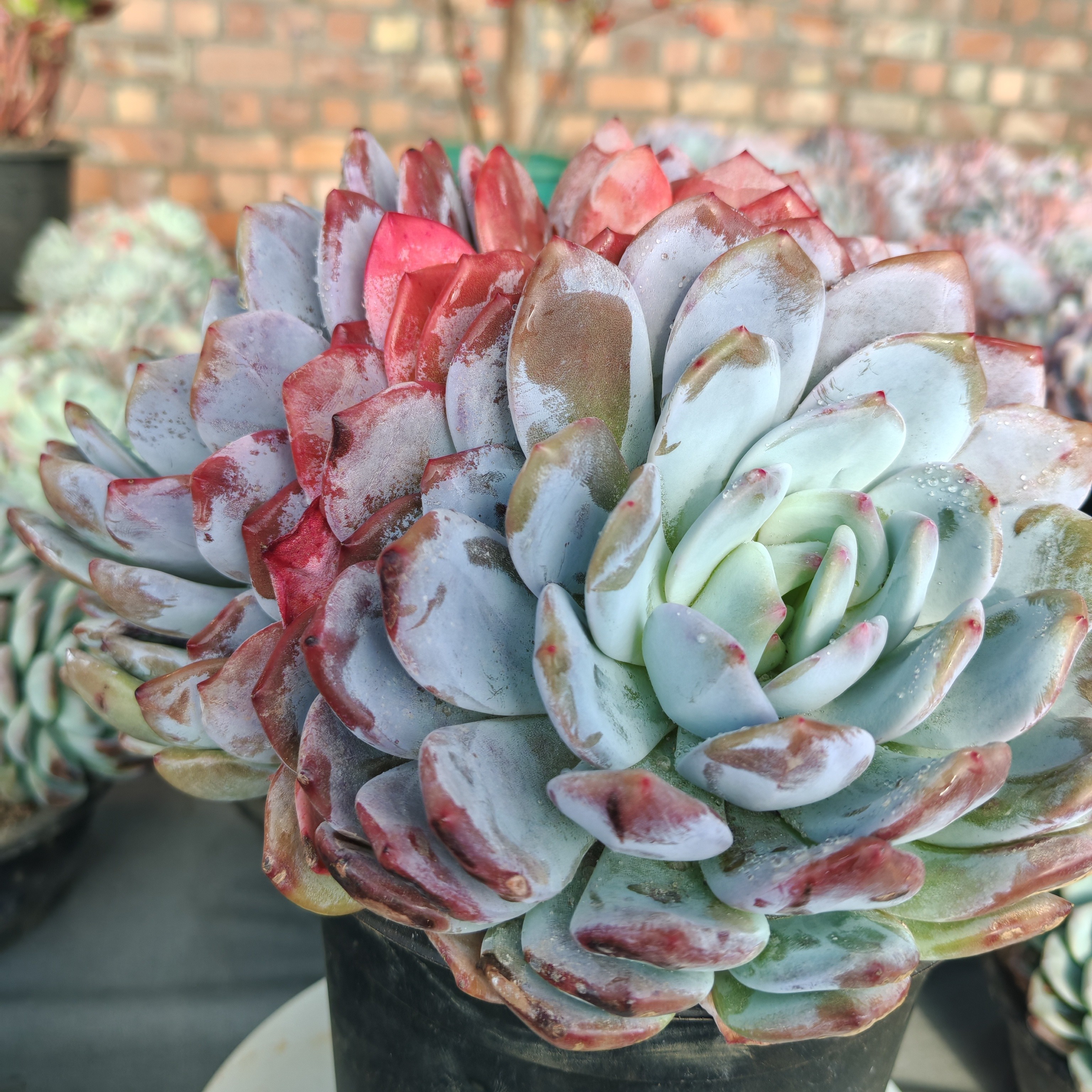 橙梦露多肉植物5老桩精控精养【新疆包邮】