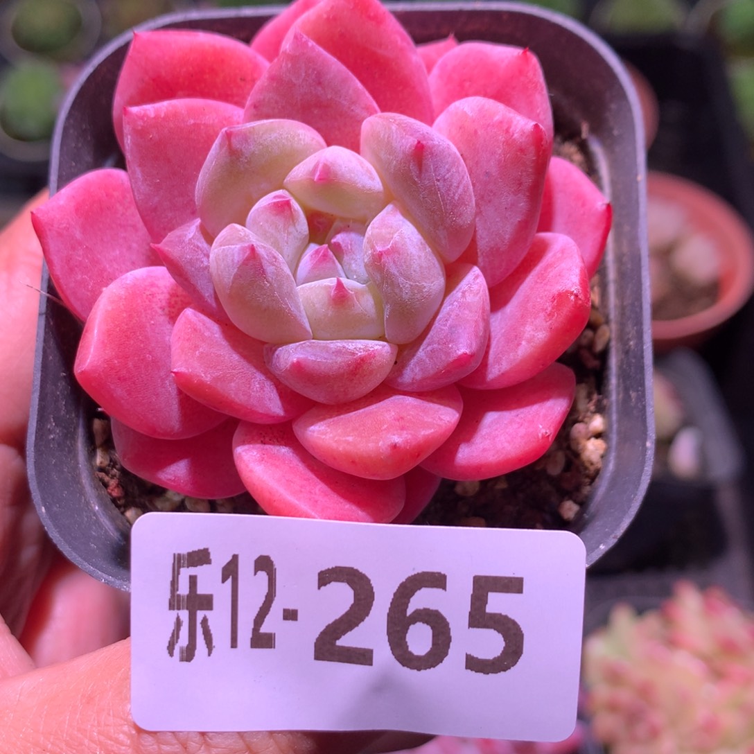 乐然12-265 冰糖 