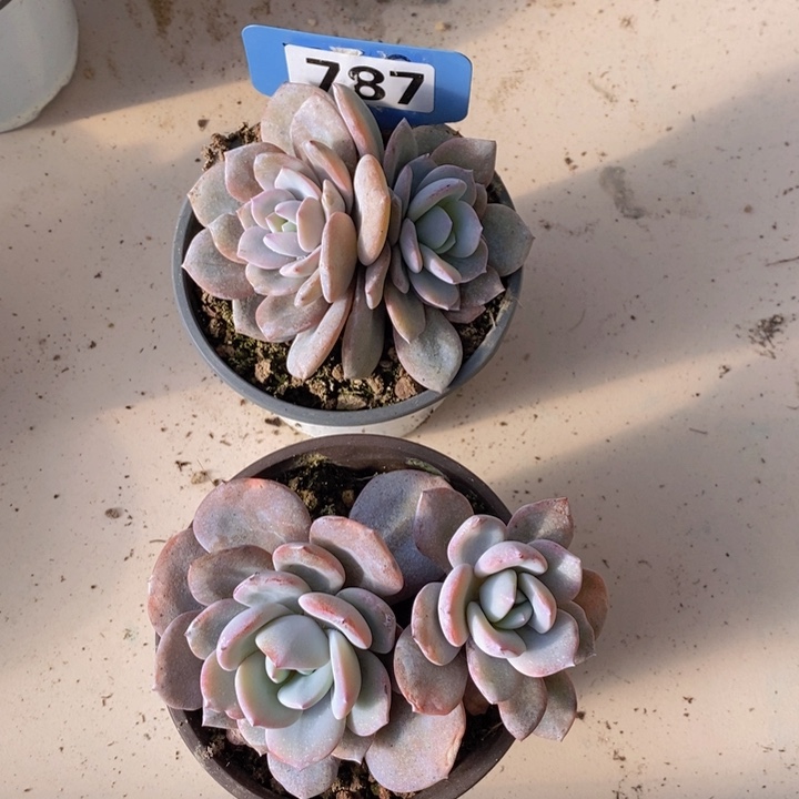 787号韩版奶茶两颗