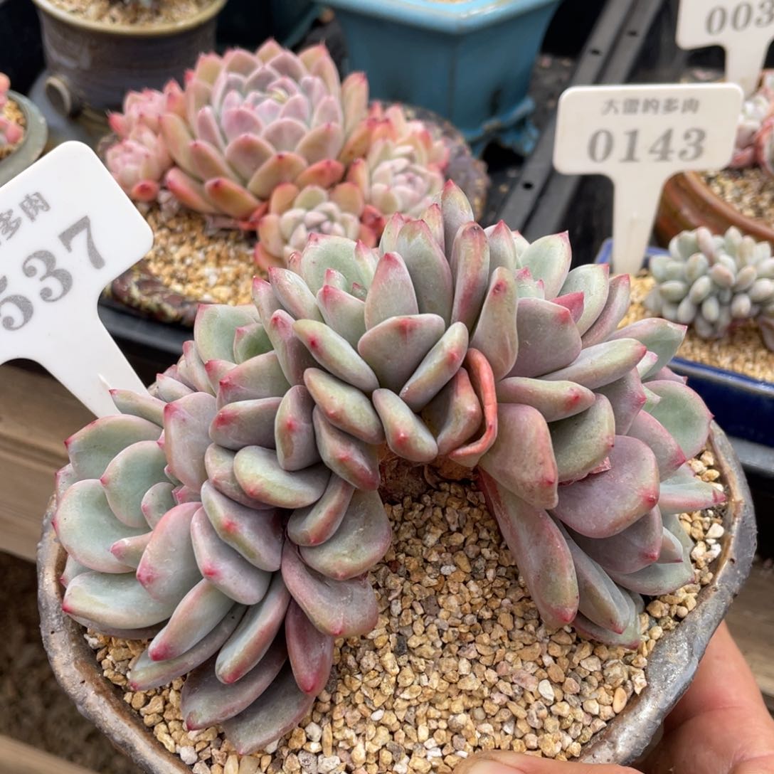 0537爱丽儿朵朵不带盆13厘米