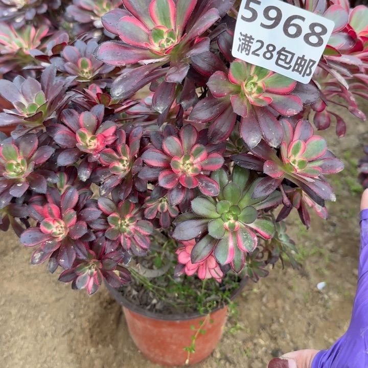 5968一号棚香奈尔砍头丛林B