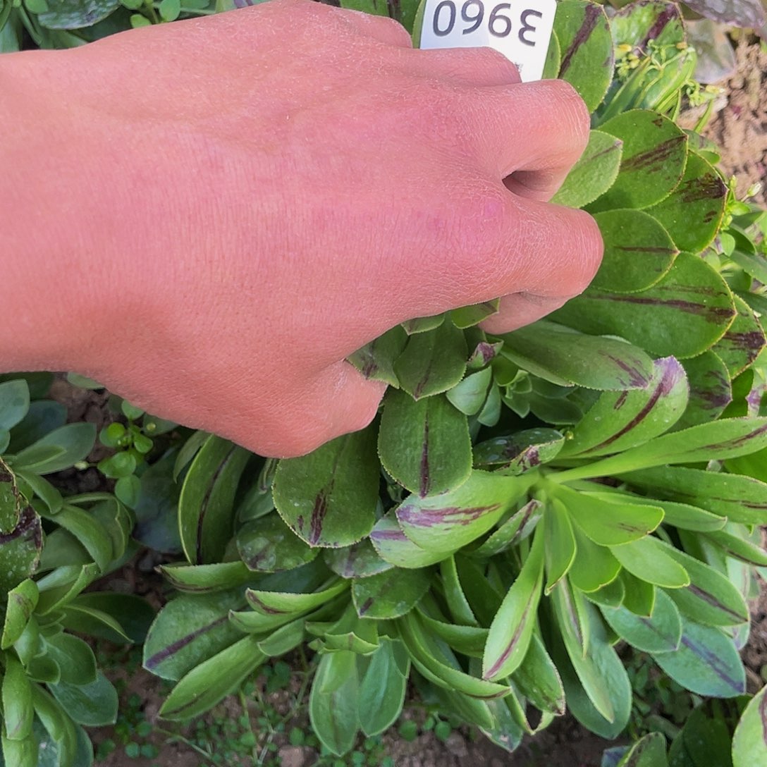3960碧火多肉植物
