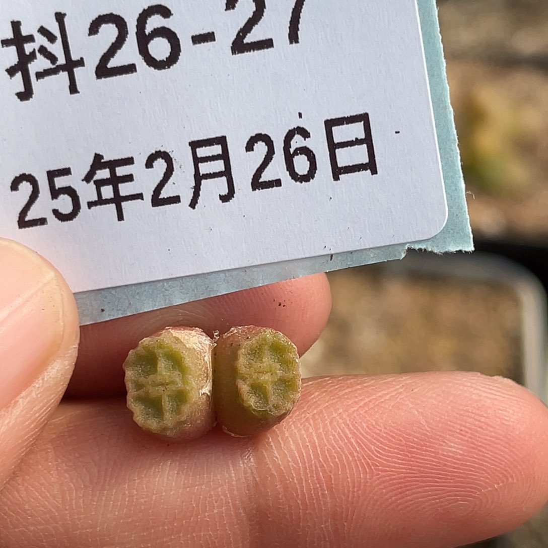 26-27烧麦多肉植物