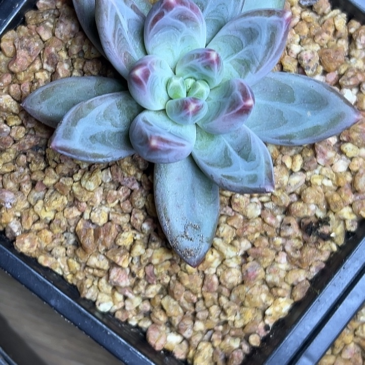 桂***花美人特价一一物一拍