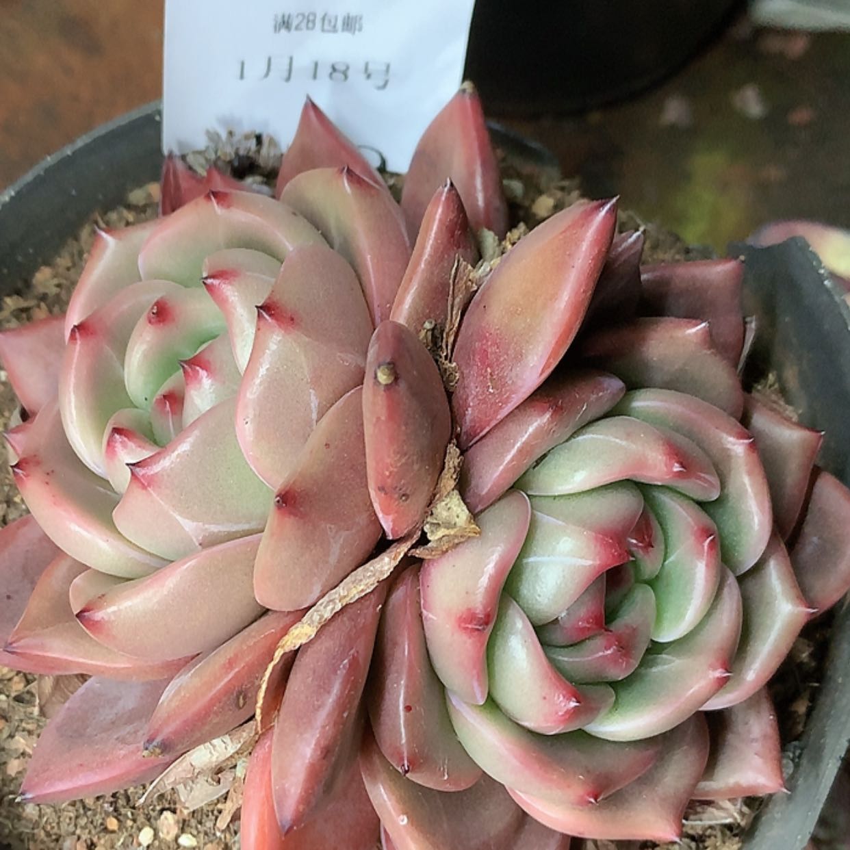 【闪购商品】云418