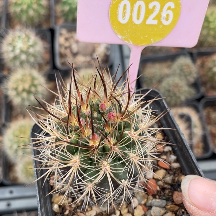 晴***天实生智利0026000000000