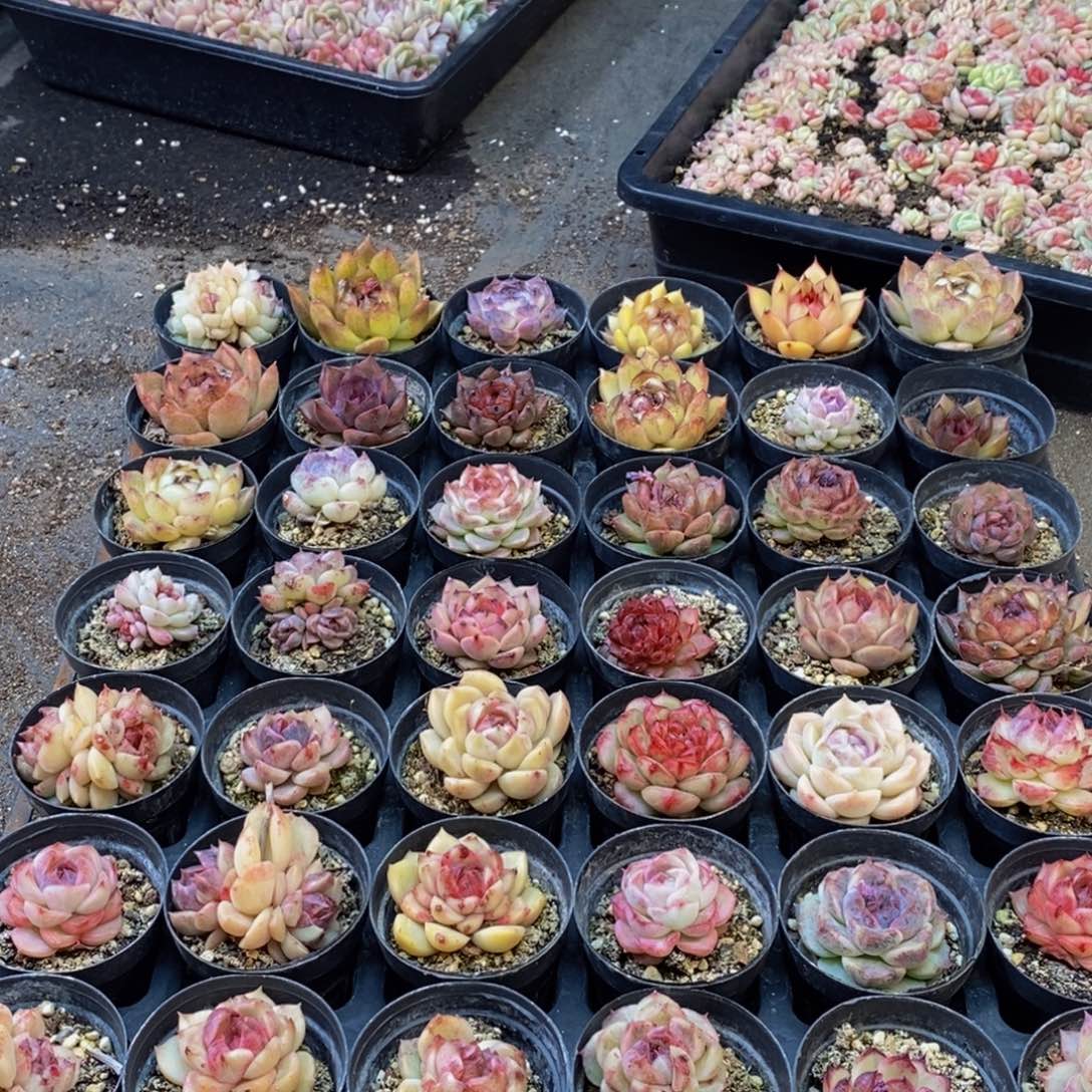 578多肉植物保护研究所所长助理