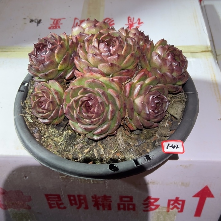 特***猫精品多肉植物老桩玫瑰