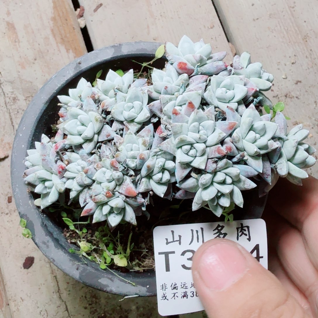 3054白菊仙女杯多肉