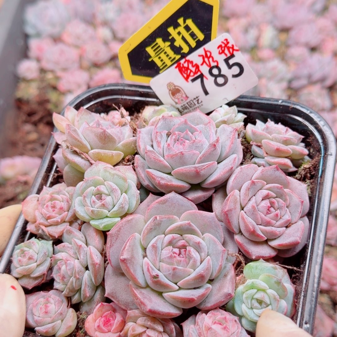 多肉植物多肉植物