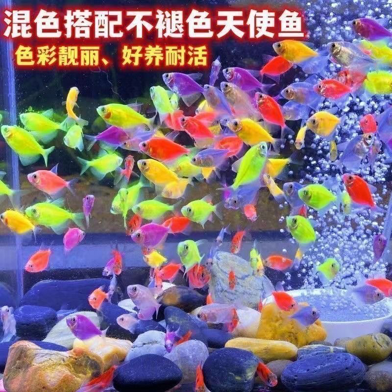 柠檬黄青苹果荧光天使鱼紫衣耐活热带鱼观赏淡水活体草缸好养宠物