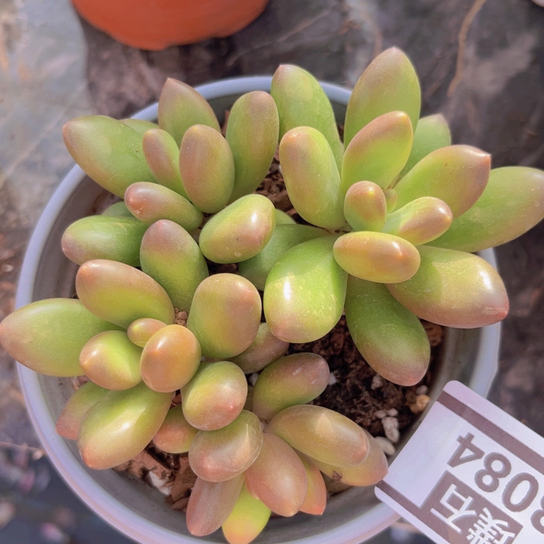 芒果奶3084多肉植物