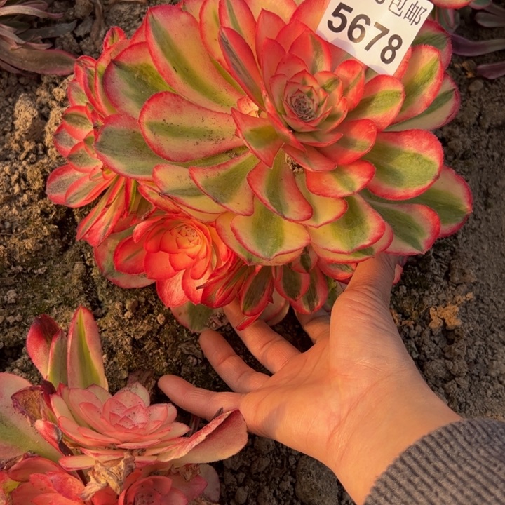 5678南倾城多肉植物