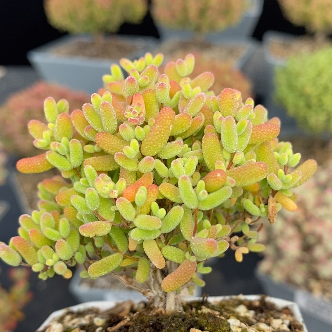 蜜橘糖球682枝干番杏